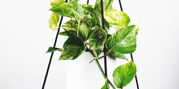 历届世界杯冠军奖杯与夺冠时刻回顾